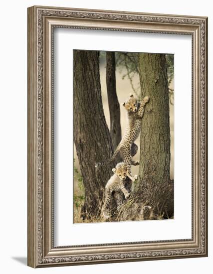 Cheetah Cubs Playing at Ngorongoro Conservation Area, Tanzania-Paul Souders-Framed Photographic Print