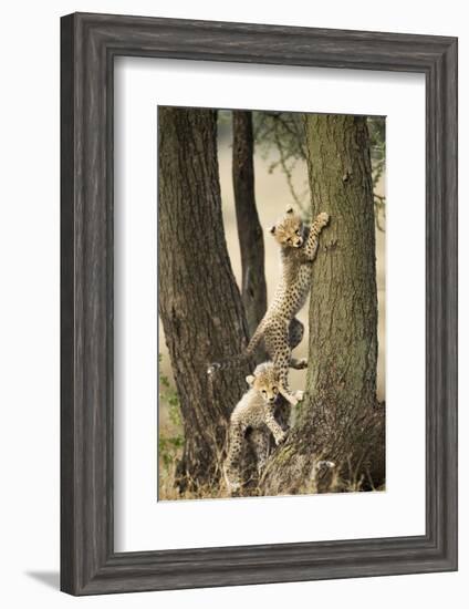 Cheetah Cubs Playing at Ngorongoro Conservation Area, Tanzania-Paul Souders-Framed Photographic Print