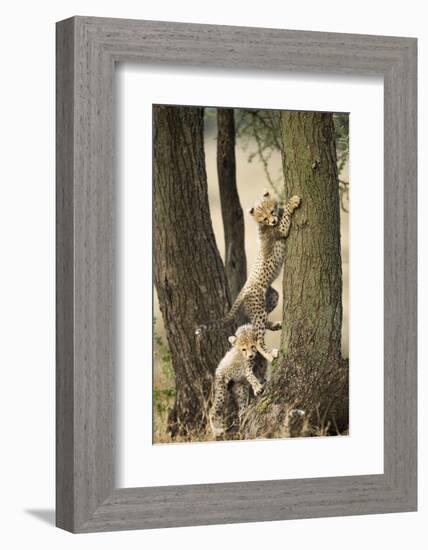 Cheetah Cubs Playing at Ngorongoro Conservation Area, Tanzania-Paul Souders-Framed Photographic Print