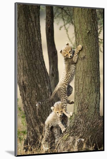 Cheetah Cubs Playing at Ngorongoro Conservation Area, Tanzania-Paul Souders-Mounted Photographic Print