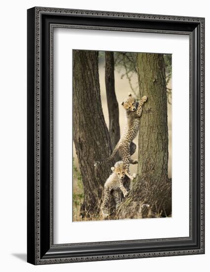 Cheetah Cubs Playing at Ngorongoro Conservation Area, Tanzania-Paul Souders-Framed Photographic Print