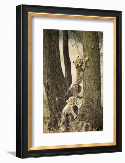 Cheetah Cubs Playing at Ngorongoro Conservation Area, Tanzania-Paul Souders-Framed Photographic Print