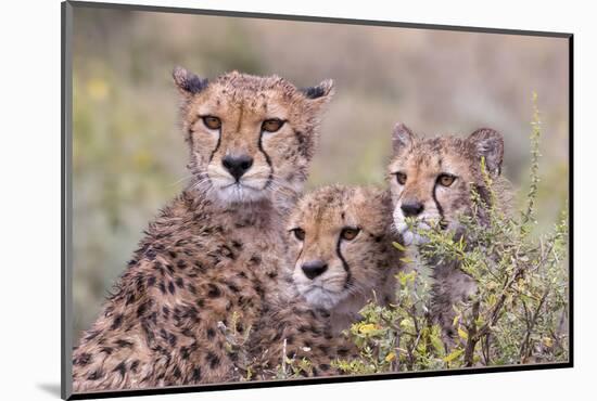 Cheetah cubs trying to hide behind bush. but too curious to stay in hiding. Serengeti. Tanzania-Tom Norring-Mounted Photographic Print