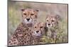 Cheetah cubs trying to hide behind bush. but too curious to stay in hiding. Serengeti. Tanzania-Tom Norring-Mounted Photographic Print