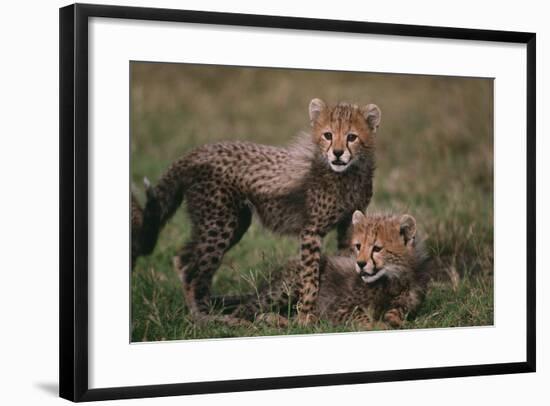 Cheetah Cubs-DLILLC-Framed Photographic Print