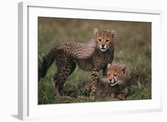 Cheetah Cubs-DLILLC-Framed Photographic Print