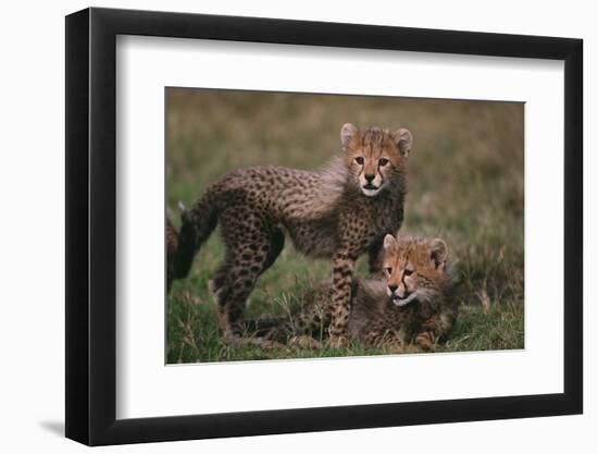 Cheetah Cubs-DLILLC-Framed Photographic Print