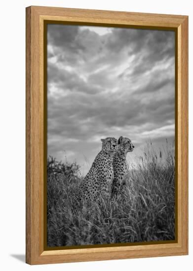 CHEETAH DREAMS-Jaco Marx-Framed Premier Image Canvas