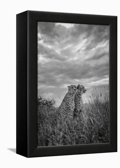 CHEETAH DREAMS-Jaco Marx-Framed Premier Image Canvas