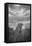 CHEETAH DREAMS-Jaco Marx-Framed Premier Image Canvas