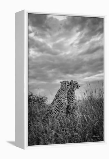 CHEETAH DREAMS-Jaco Marx-Framed Premier Image Canvas