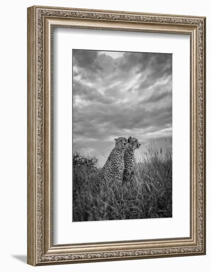 CHEETAH DREAMS-Jaco Marx-Framed Photographic Print