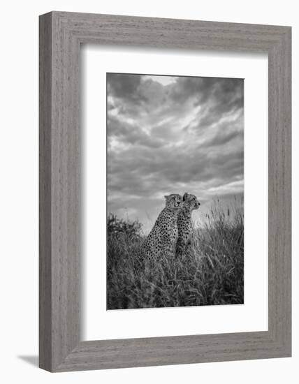 CHEETAH DREAMS-Jaco Marx-Framed Photographic Print