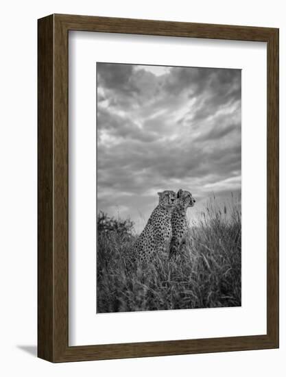 CHEETAH DREAMS-Jaco Marx-Framed Photographic Print