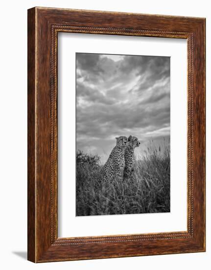 CHEETAH DREAMS-Jaco Marx-Framed Photographic Print