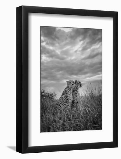 CHEETAH DREAMS-Jaco Marx-Framed Photographic Print