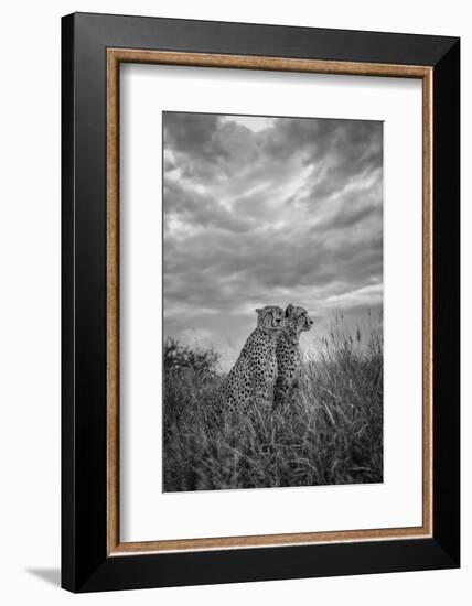 CHEETAH DREAMS-Jaco Marx-Framed Photographic Print