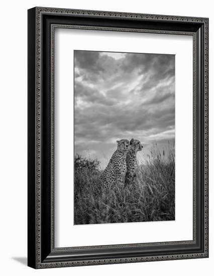 CHEETAH DREAMS-Jaco Marx-Framed Photographic Print