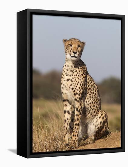 Cheetah Female (Acinonyx Jubatus), Phinda Private Game Reserve, Kwazulu Natal, South Africa, Africa-Ann & Steve Toon-Framed Premier Image Canvas