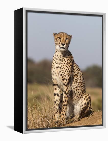 Cheetah Female (Acinonyx Jubatus), Phinda Private Game Reserve, Kwazulu Natal, South Africa, Africa-Ann & Steve Toon-Framed Premier Image Canvas