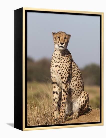 Cheetah Female (Acinonyx Jubatus), Phinda Private Game Reserve, Kwazulu Natal, South Africa, Africa-Ann & Steve Toon-Framed Premier Image Canvas