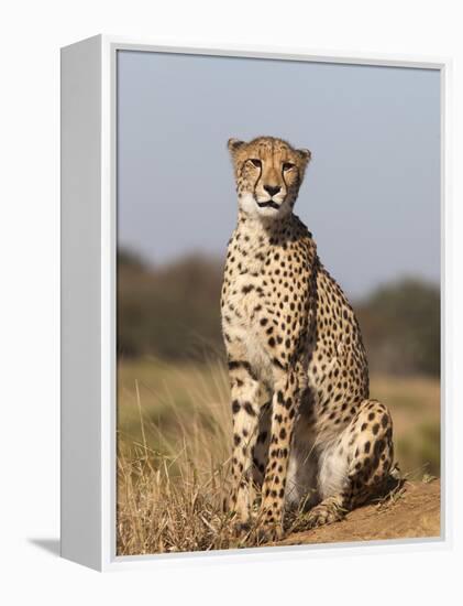 Cheetah Female (Acinonyx Jubatus), Phinda Private Game Reserve, Kwazulu Natal, South Africa, Africa-Ann & Steve Toon-Framed Premier Image Canvas