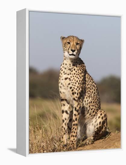 Cheetah Female (Acinonyx Jubatus), Phinda Private Game Reserve, Kwazulu Natal, South Africa, Africa-Ann & Steve Toon-Framed Premier Image Canvas