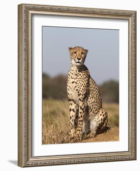 Cheetah Female (Acinonyx Jubatus), Phinda Private Game Reserve, Kwazulu Natal, South Africa, Africa-Ann & Steve Toon-Framed Photographic Print