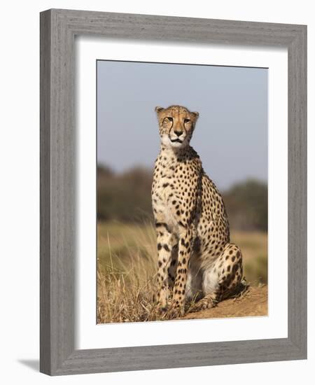 Cheetah Female (Acinonyx Jubatus), Phinda Private Game Reserve, Kwazulu Natal, South Africa, Africa-Ann & Steve Toon-Framed Photographic Print