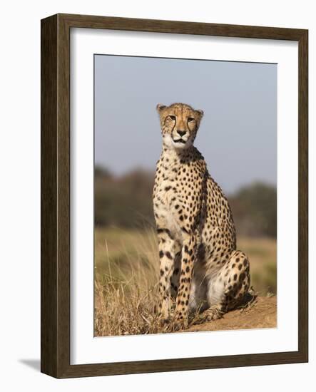 Cheetah Female (Acinonyx Jubatus), Phinda Private Game Reserve, Kwazulu Natal, South Africa, Africa-Ann & Steve Toon-Framed Photographic Print