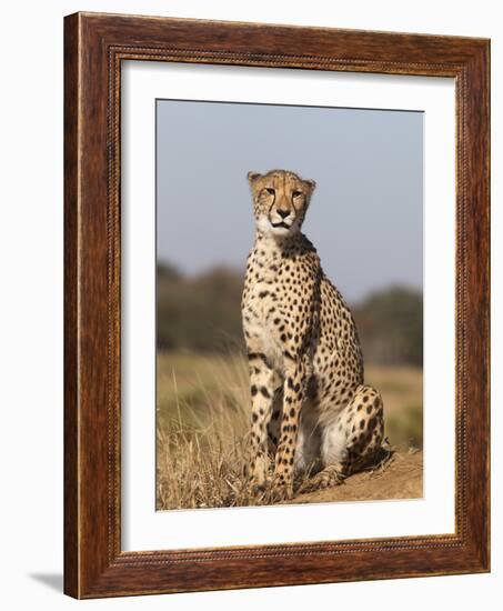 Cheetah Female (Acinonyx Jubatus), Phinda Private Game Reserve, Kwazulu Natal, South Africa, Africa-Ann & Steve Toon-Framed Photographic Print