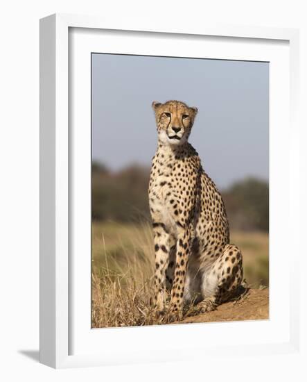 Cheetah Female (Acinonyx Jubatus), Phinda Private Game Reserve, Kwazulu Natal, South Africa, Africa-Ann & Steve Toon-Framed Photographic Print