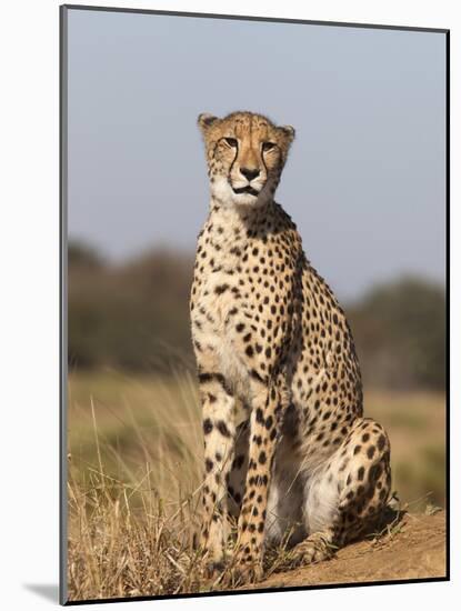 Cheetah Female (Acinonyx Jubatus), Phinda Private Game Reserve, Kwazulu Natal, South Africa, Africa-Ann & Steve Toon-Mounted Photographic Print