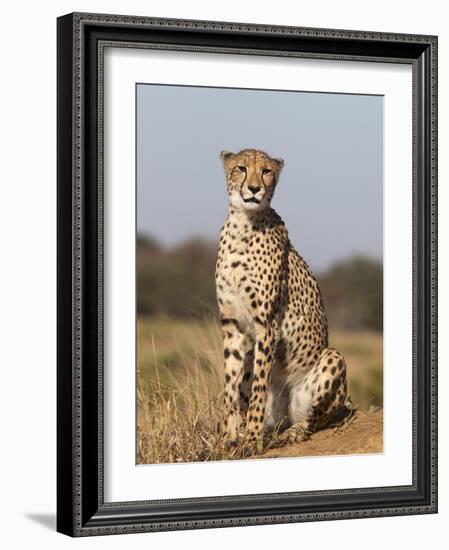 Cheetah Female (Acinonyx Jubatus), Phinda Private Game Reserve, Kwazulu Natal, South Africa, Africa-Ann & Steve Toon-Framed Photographic Print