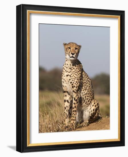 Cheetah Female (Acinonyx Jubatus), Phinda Private Game Reserve, Kwazulu Natal, South Africa, Africa-Ann & Steve Toon-Framed Photographic Print