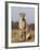 Cheetah Female (Acinonyx Jubatus), Phinda Private Game Reserve, Kwazulu Natal, South Africa, Africa-Ann & Steve Toon-Framed Photographic Print