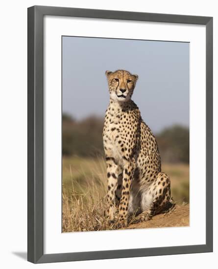 Cheetah Female (Acinonyx Jubatus), Phinda Private Game Reserve, Kwazulu Natal, South Africa, Africa-Ann & Steve Toon-Framed Photographic Print