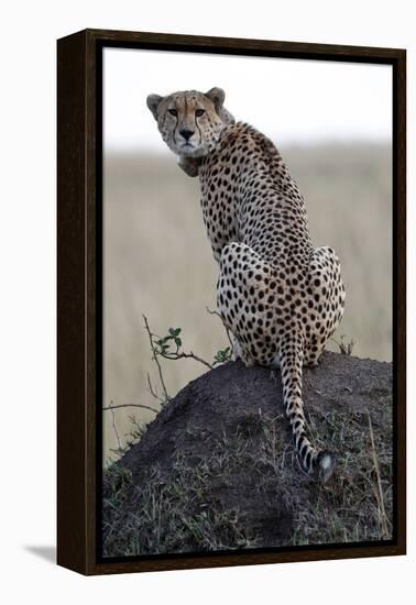 Cheetah female (Acinonyx jubatus) with radio collar, Masai Mara Game Reserve, Kenya, East Africa, A-null-Framed Premier Image Canvas