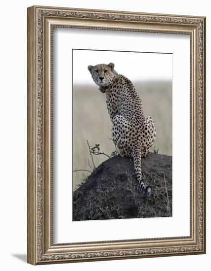 Cheetah female (Acinonyx jubatus) with radio collar, Masai Mara Game Reserve, Kenya, East Africa, A-null-Framed Photographic Print