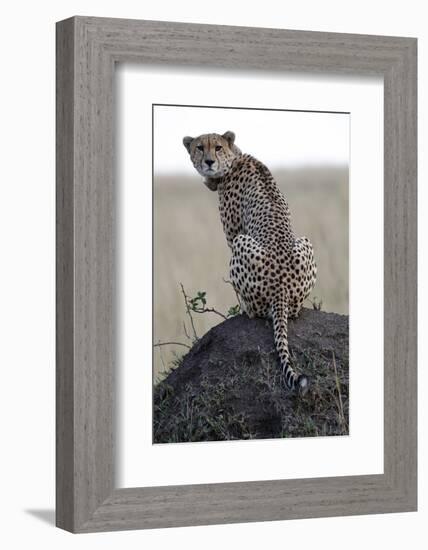 Cheetah female (Acinonyx jubatus) with radio collar, Masai Mara Game Reserve, Kenya, East Africa, A-null-Framed Photographic Print