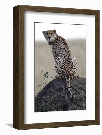 Cheetah female (Acinonyx jubatus) with radio collar, Masai Mara Game Reserve, Kenya, East Africa, A-null-Framed Photographic Print