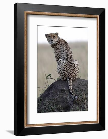 Cheetah female (Acinonyx jubatus) with radio collar, Masai Mara Game Reserve, Kenya, East Africa, A-null-Framed Photographic Print