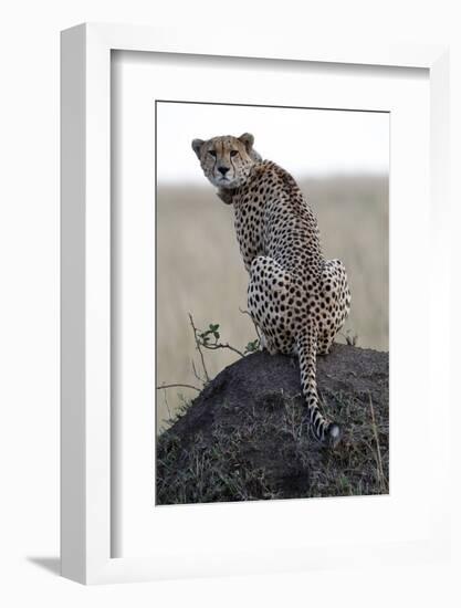 Cheetah female (Acinonyx jubatus) with radio collar, Masai Mara Game Reserve, Kenya, East Africa, A-null-Framed Photographic Print