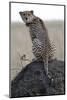 Cheetah female (Acinonyx jubatus) with radio collar, Masai Mara Game Reserve, Kenya, East Africa, A-null-Mounted Photographic Print