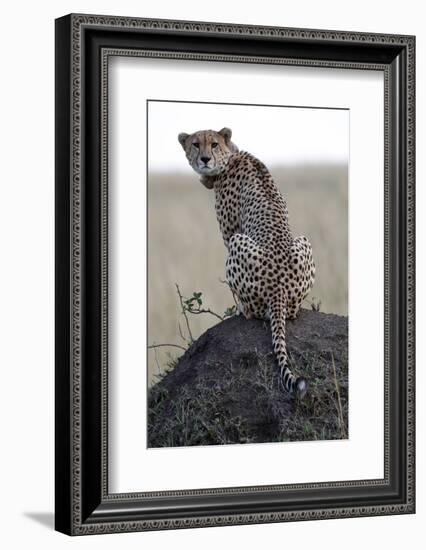 Cheetah female (Acinonyx jubatus) with radio collar, Masai Mara Game Reserve, Kenya, East Africa, A-null-Framed Photographic Print