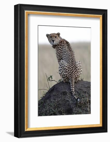 Cheetah female (Acinonyx jubatus) with radio collar, Masai Mara Game Reserve, Kenya, East Africa, A-null-Framed Photographic Print