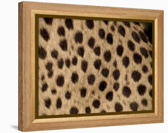 Cheetah Fur Detail-Tony Heald-Framed Premier Image Canvas