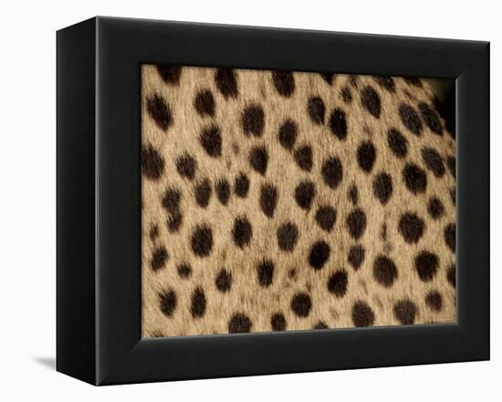 Cheetah Fur Detail-Tony Heald-Framed Premier Image Canvas