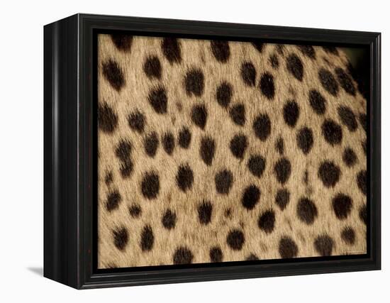 Cheetah Fur Detail-Tony Heald-Framed Premier Image Canvas