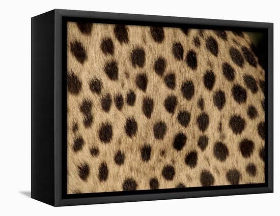 Cheetah Fur Detail-Tony Heald-Framed Premier Image Canvas